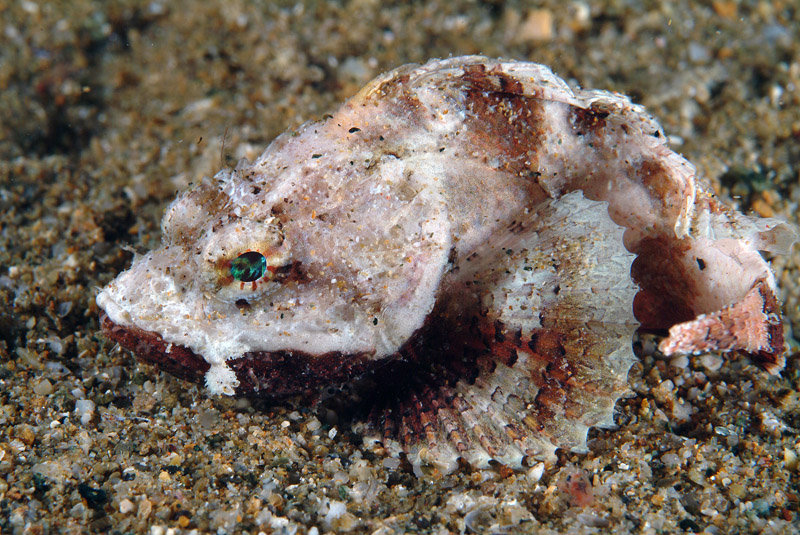 Assomiglia a scorfano tropicale! (giovane Scorpaena scrofa?)